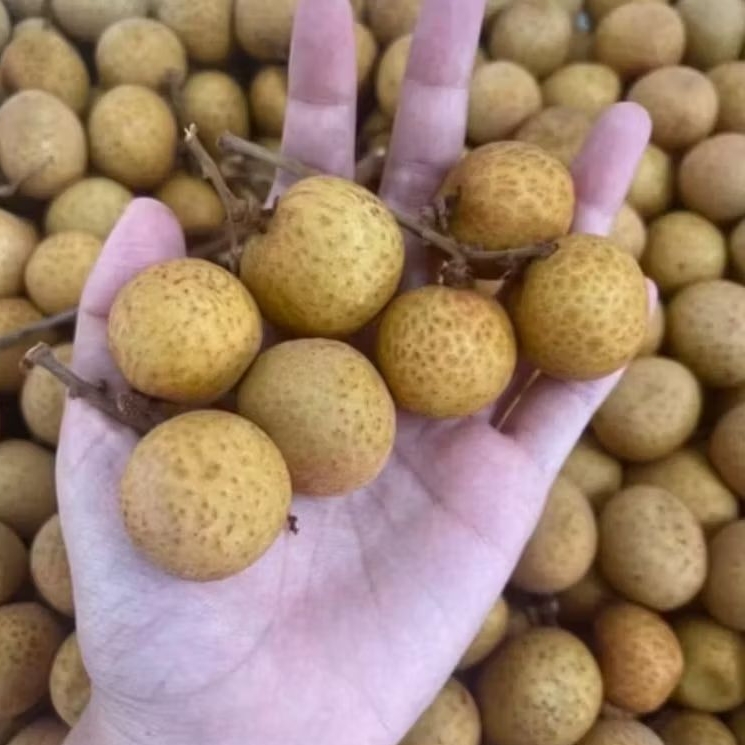 

KELENGKENG SUPER BUAH FRESH 500GR