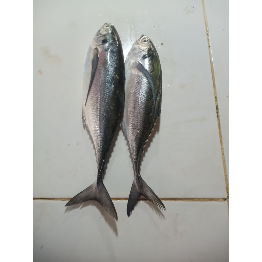 

Ikan Cakalang Fresh Berat 1kg Isi 2 - 5