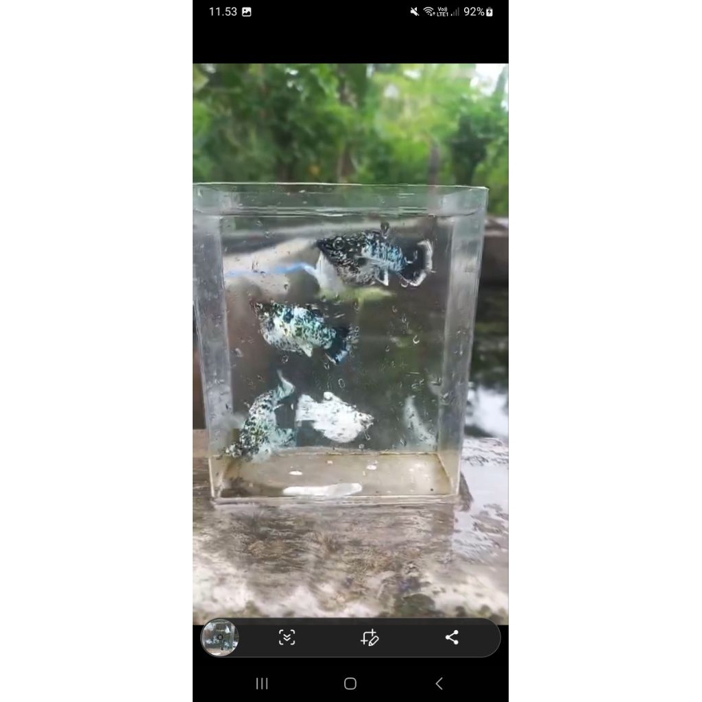 Molly balon marble roundtail