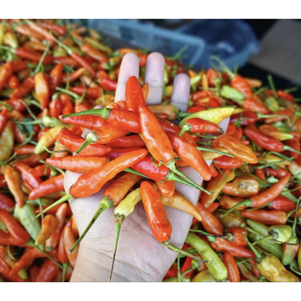 

CABE RAWIT LOMBOK KECIL KHUSUS JATIM