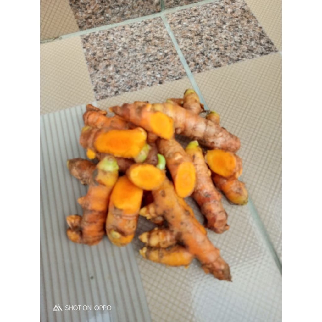 

kunyit segar langsung petik 1 kg termurah