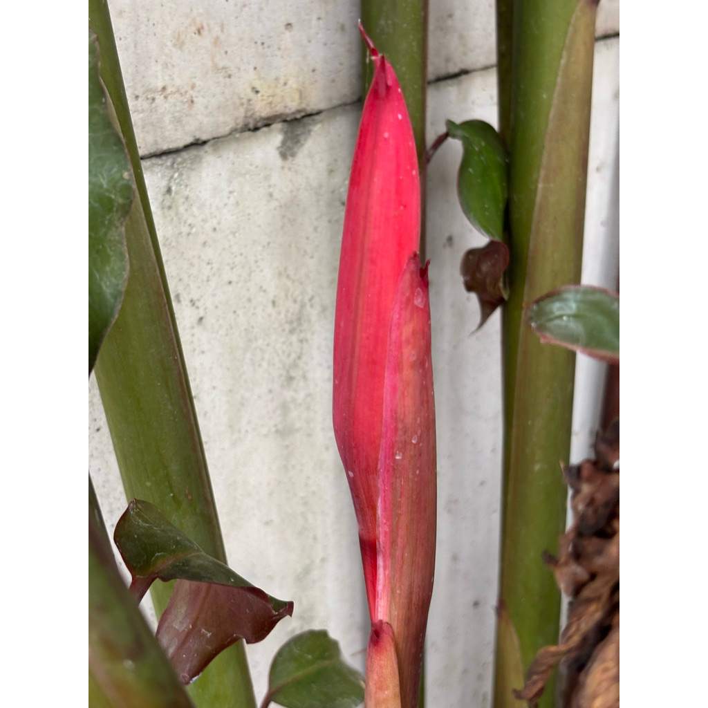 

Kecombrang merah fresh 1pcs