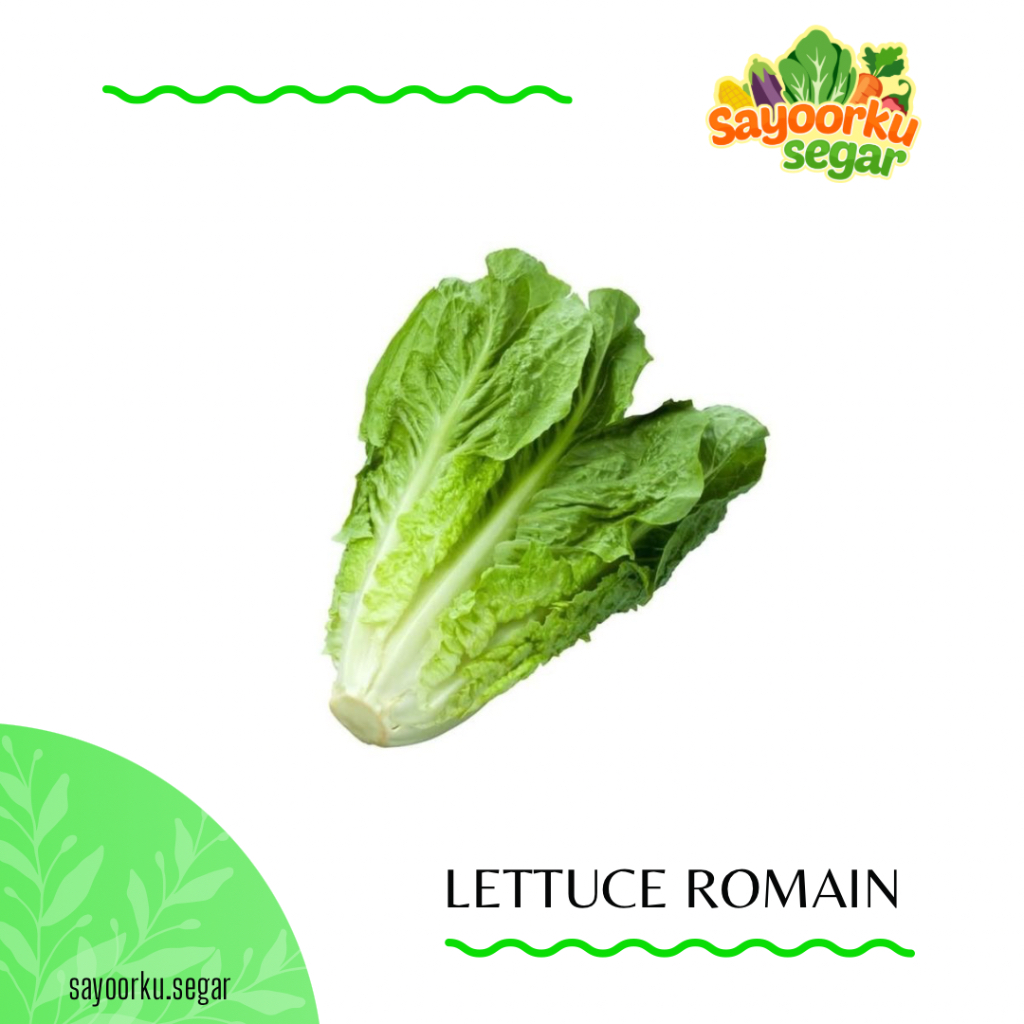 

Letus romain / lettuce romain / romen / selada romain / pack