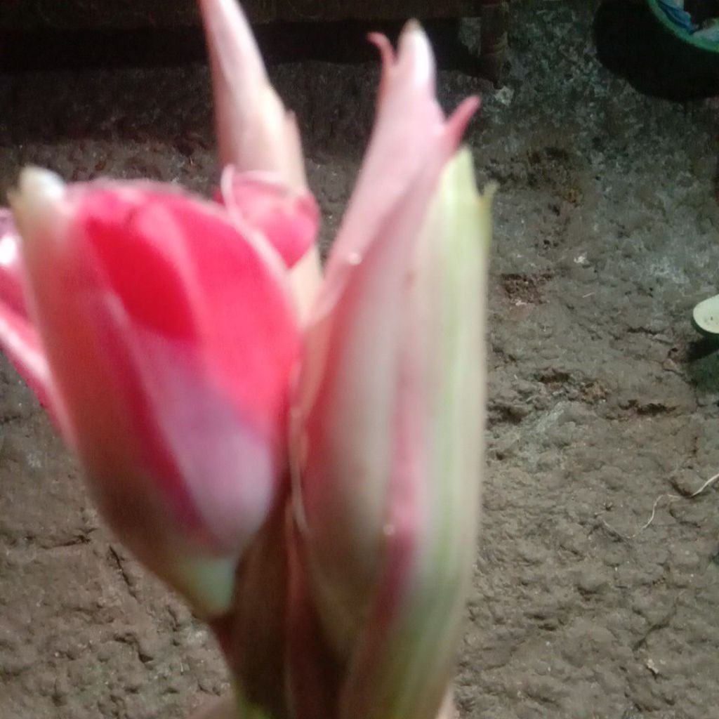 

kecombrang segar/500 gram