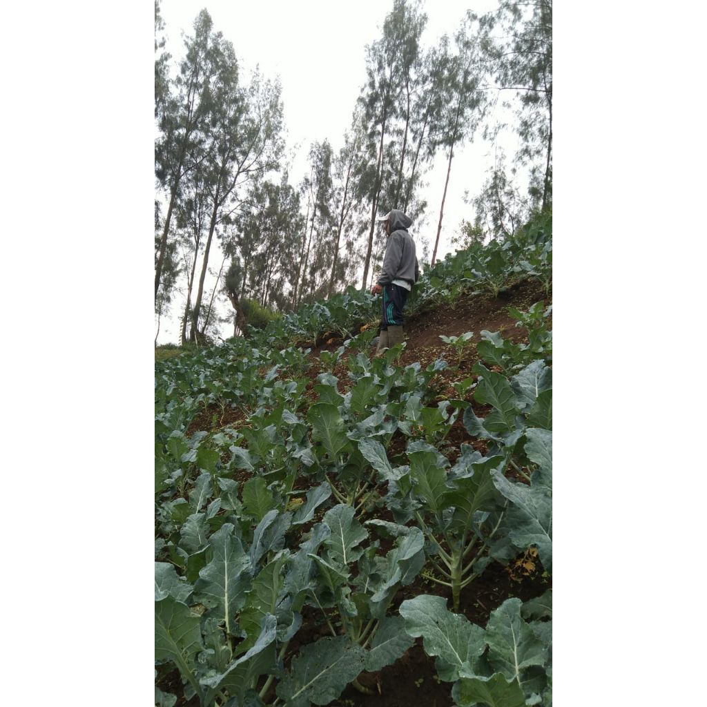 

Sayur Brokoli Asli dari Bromo