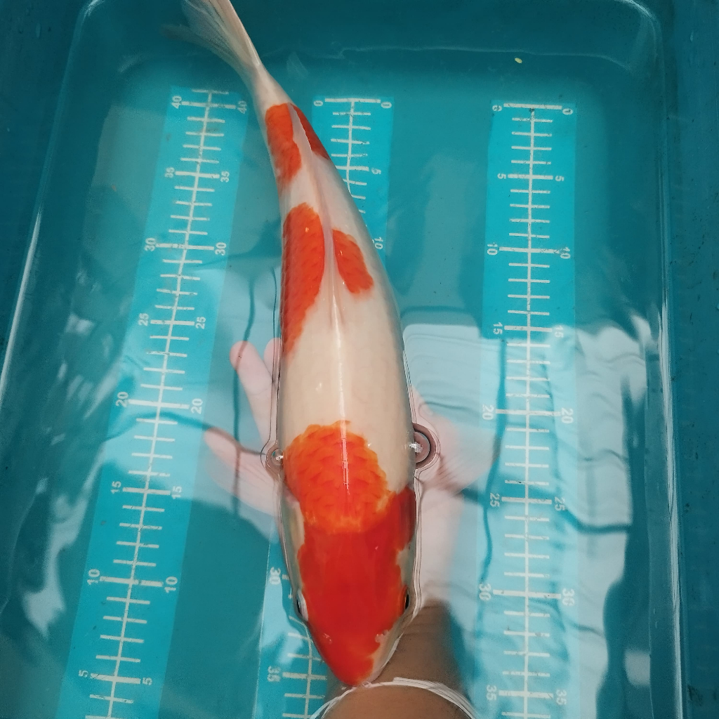 ikan koi kohaku 3 step besar 43 cm BU blitar chagoi tembaga blitar tancho kin utsuri karasu shusui o