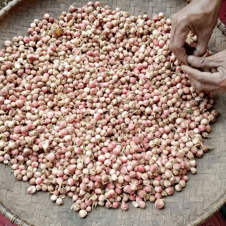 

kapulaga basah segar 400 grm