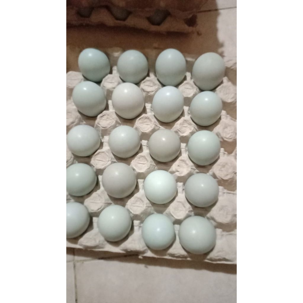 

TELOR ASIN MASIR 4 BUTIR