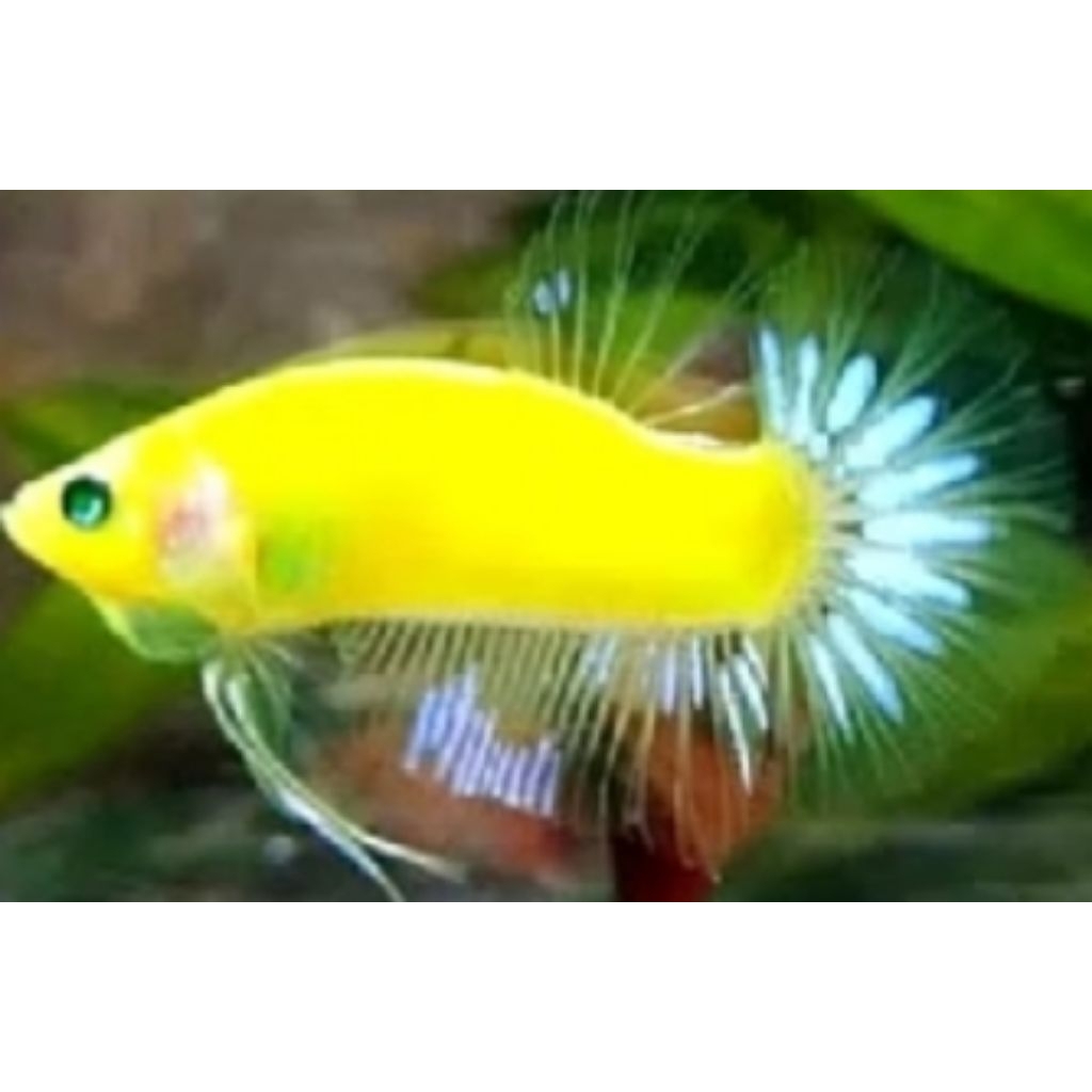 ikan cupang pk neon