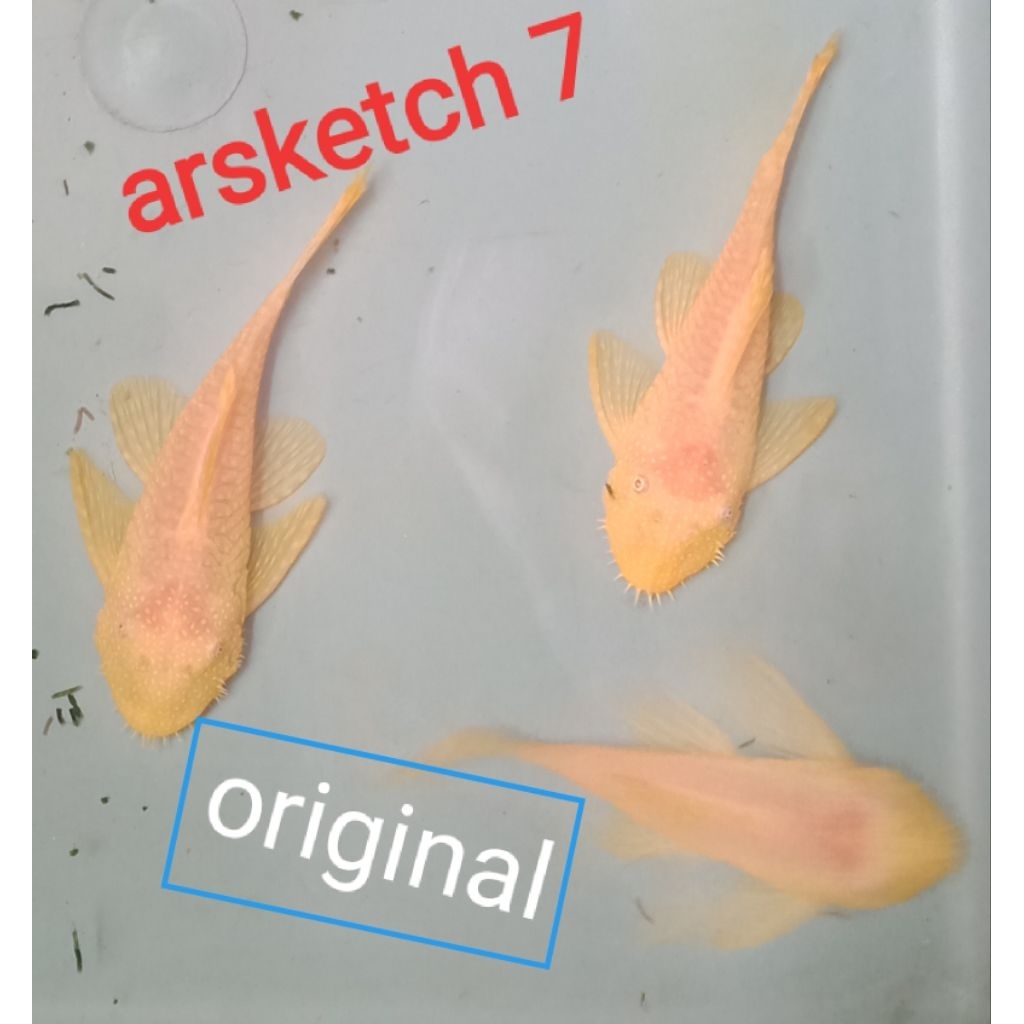 Ikan brushmouth albino non slayer (jengki)