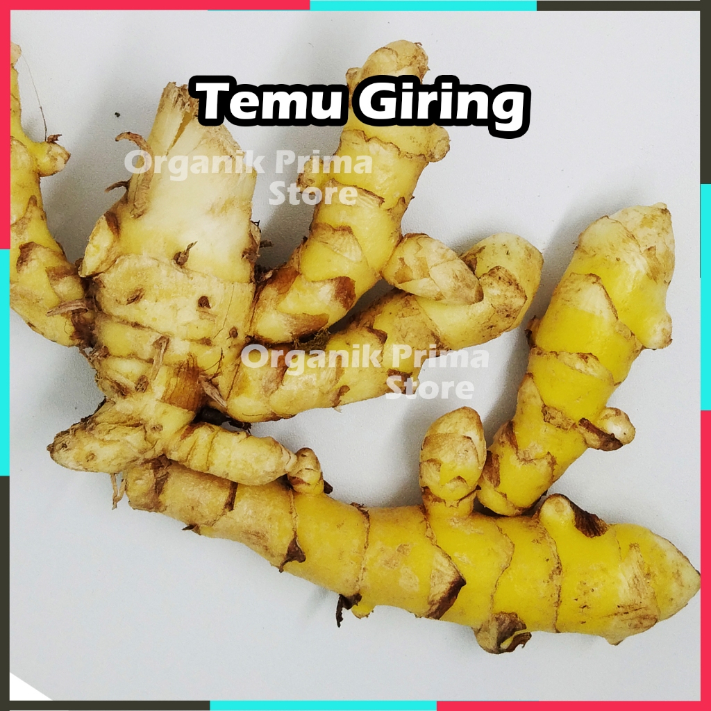

Temu Giring Segar 500gr Asli dan Organik