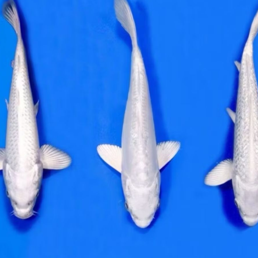 IKAN HIAS KOI PLATINUM SIZE 18-20 CM PER EKOR