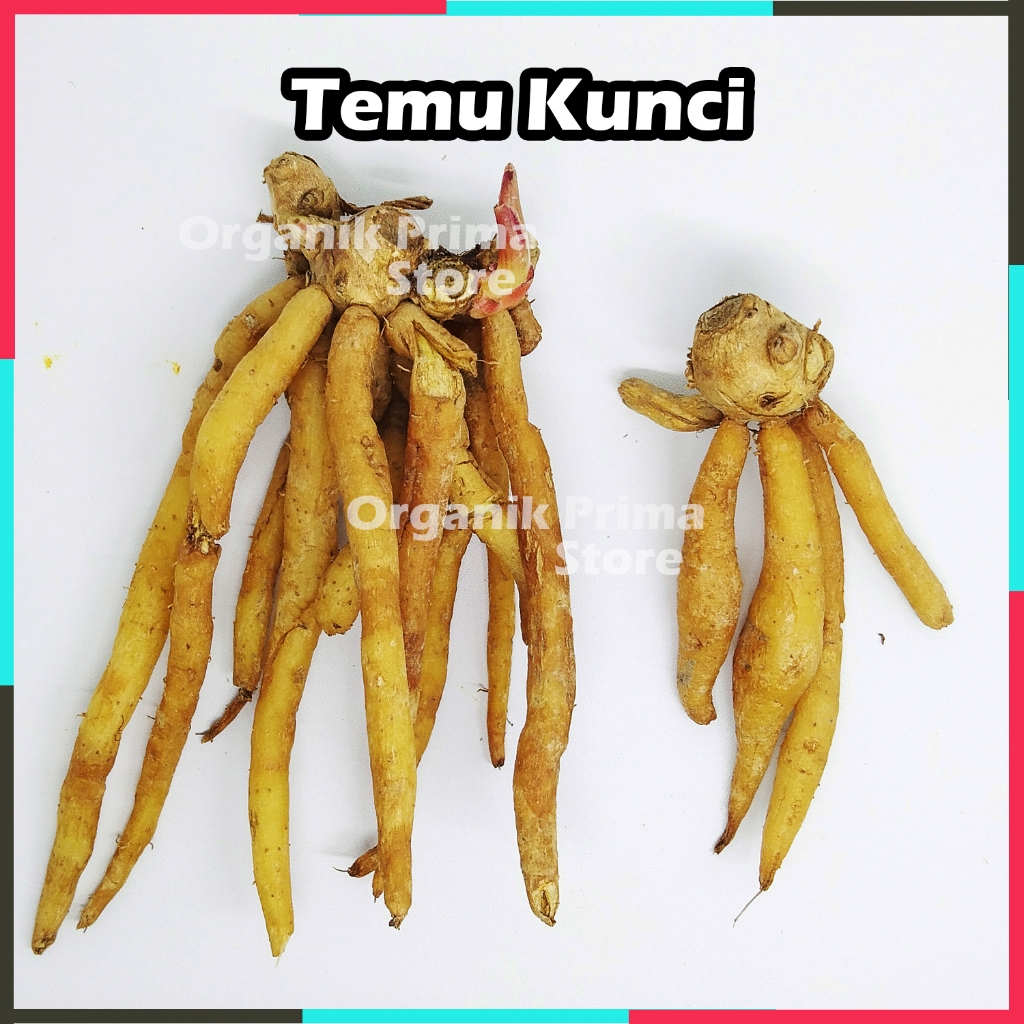 

Temu Kunci Segar 250gr Asli dan Organik