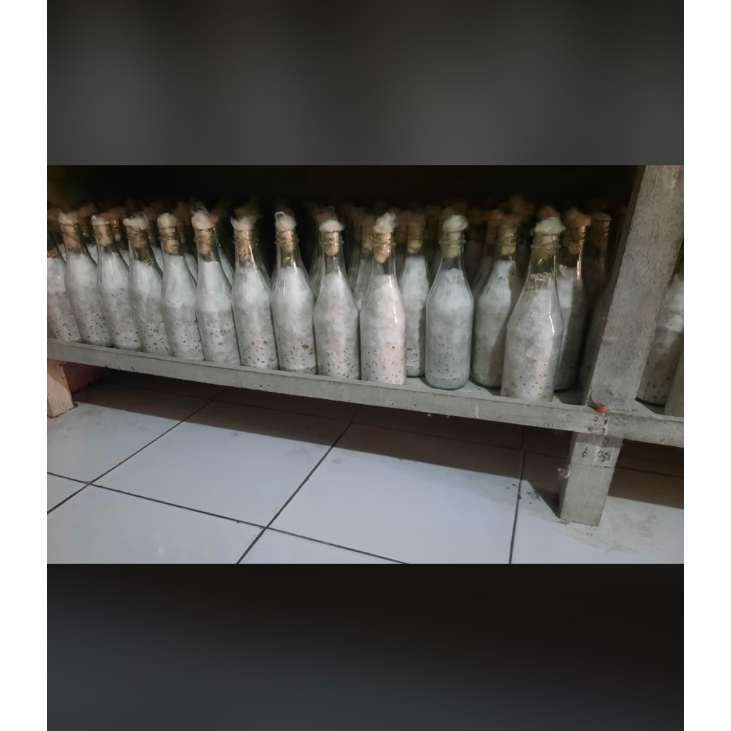 Bibit jamur F2 Tiram putih, coklat