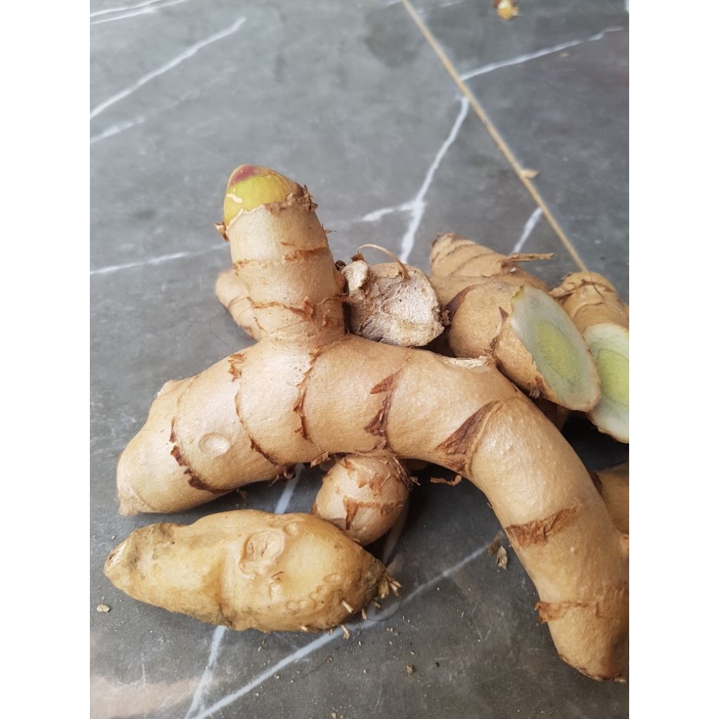 

Temur Ireng/Temu Hitam Segar 1 Kg