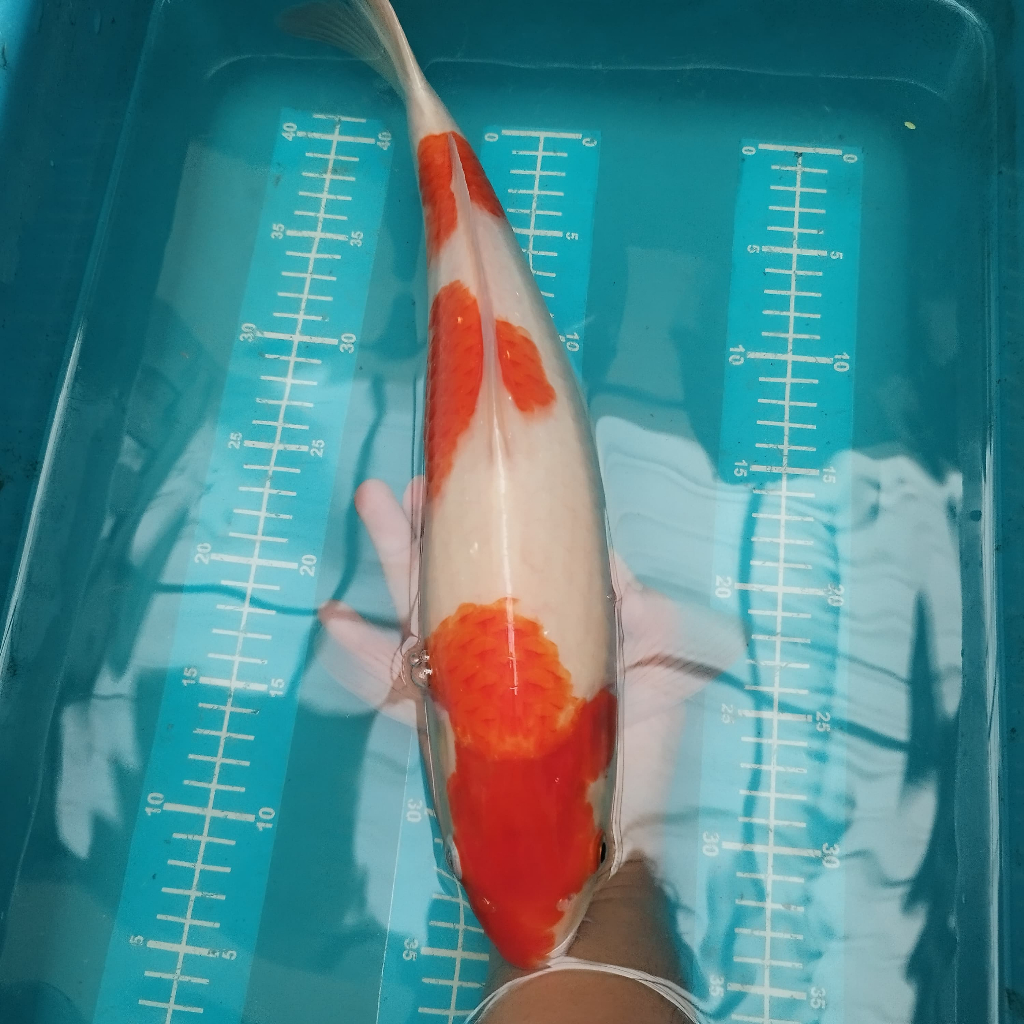 ikan koi kohaku 3 step sisik 43 cm BU blitar sanke ochiba shiro showa ogon kohaku penjinak kolam HQ 