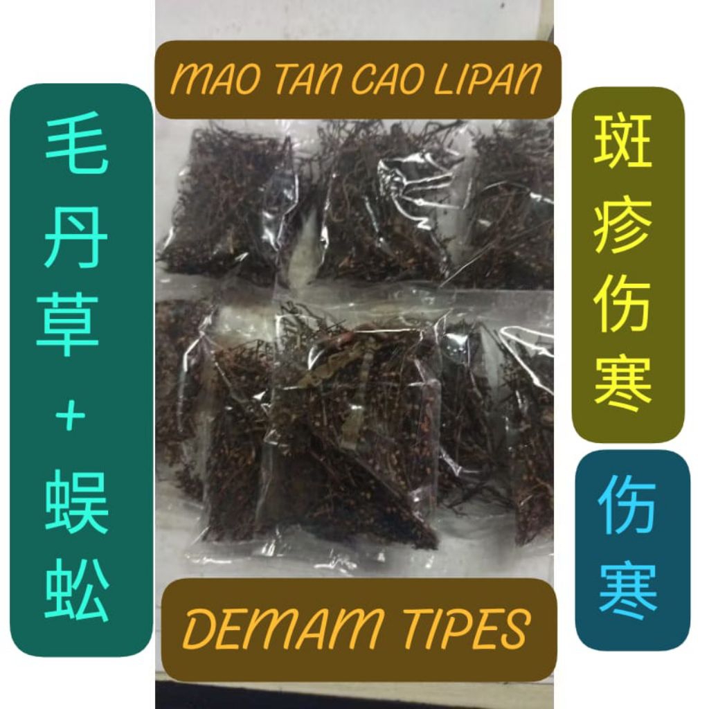 

JAMU GODOG DEMAM TIPES TIPUS THYPOID FEVER MAO TAN CO LIPAN ASLI MAOTANCO THYPUS ENTERIC MAO DAN CAO