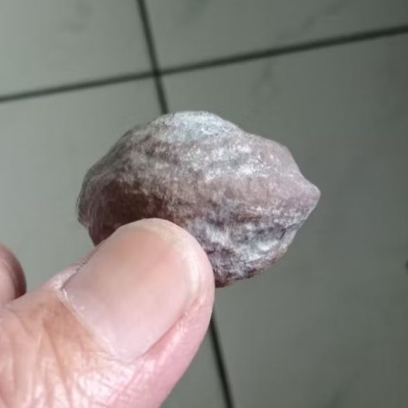 Kemiri Adu Muncang Adu Jayanti Rajabatok Ori Full Tua