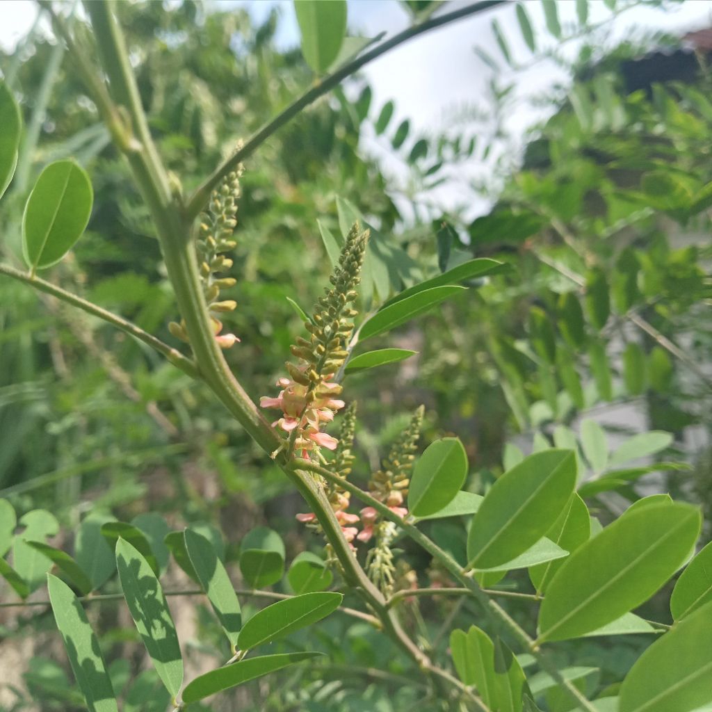 Bibit (biji) Indigofera tinctoria dan sufruticosa (tarum/tom) pewarna alam  (bukan pakan ternak)