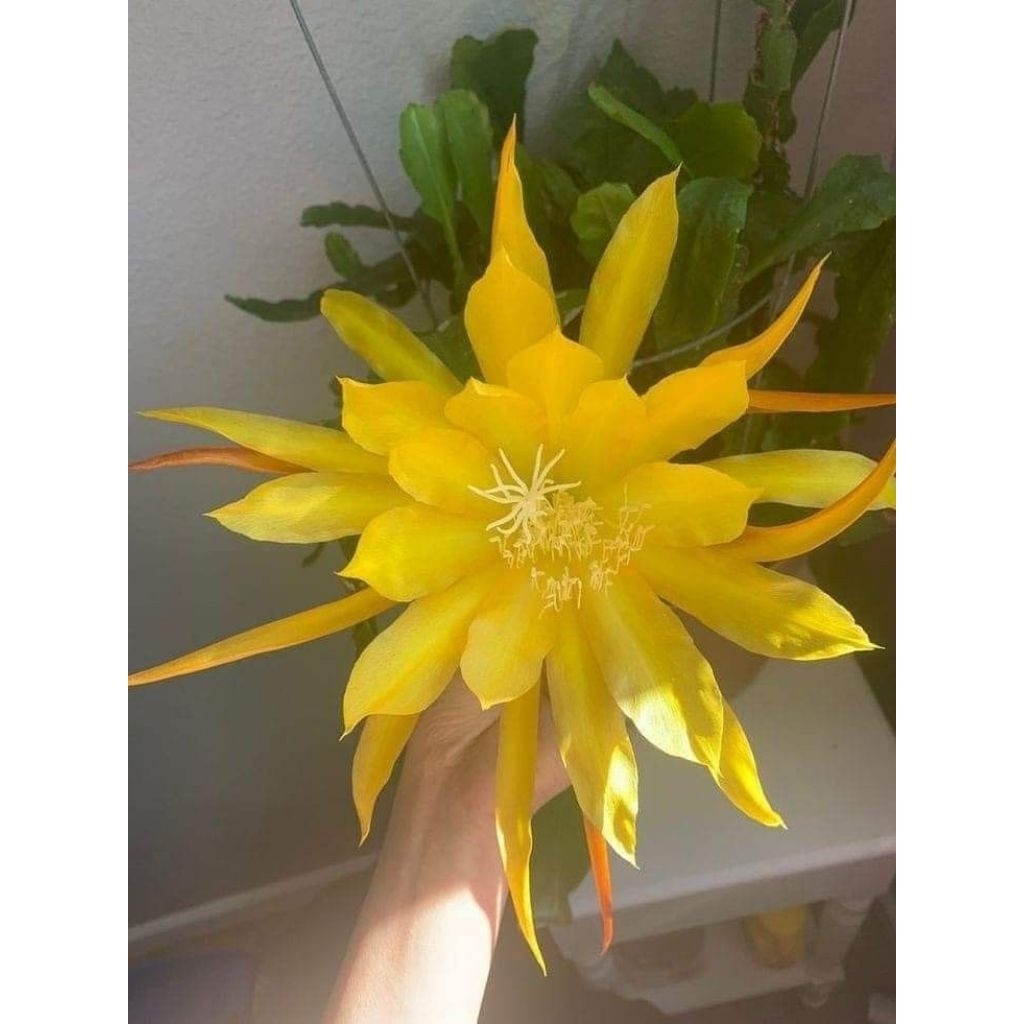 Wijaya kusuma bunga kuning / Tanaman wjiaya kusuma asli / Pohon wijaya kusuma