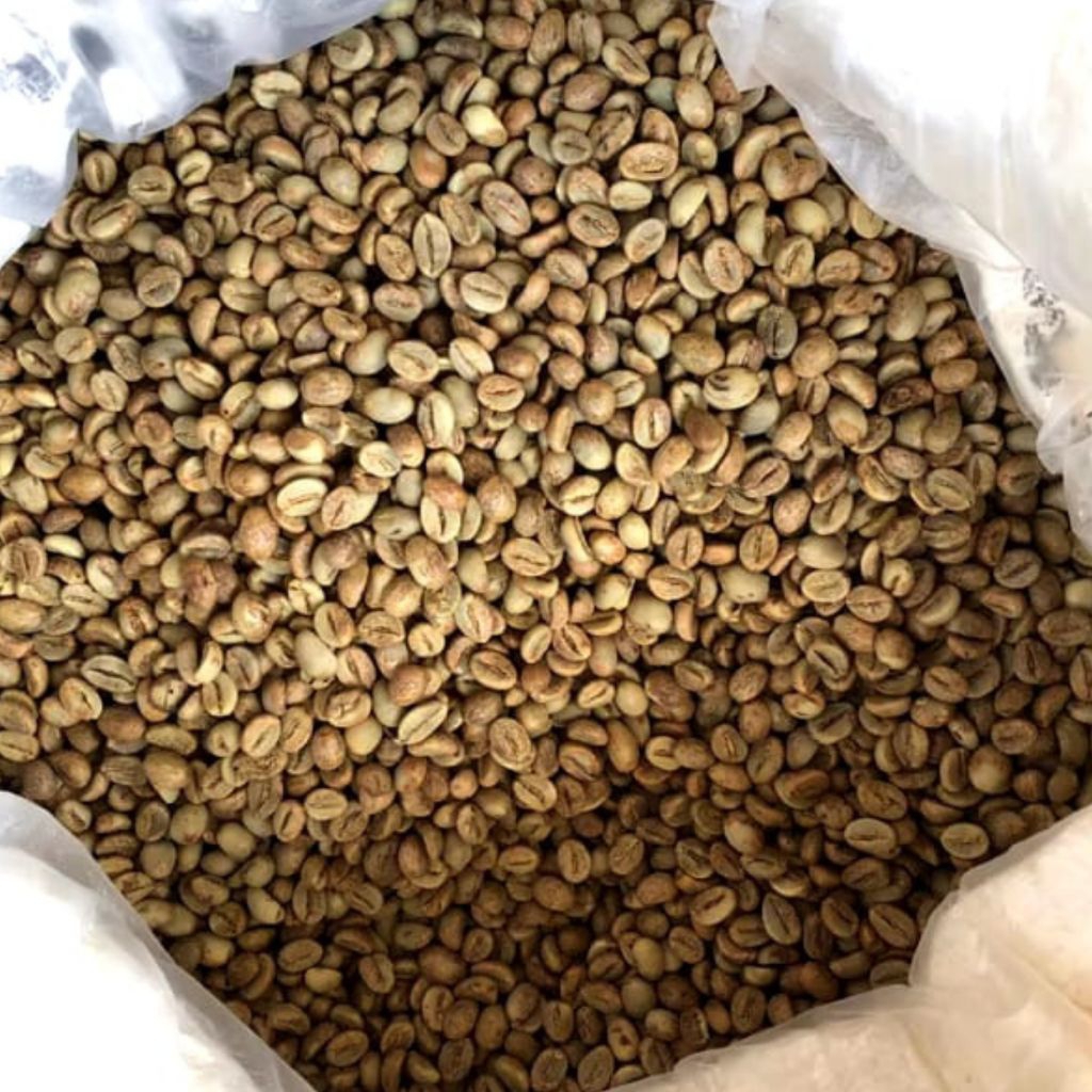 

Forcysn Green Bean Kopi Robusta Grade 1 Lereng Semeru 1 Kg / Biji Kopi Robusta Grade A Lereng Semeru