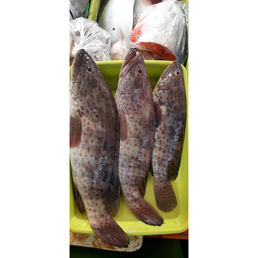 

ikan krapu / goropa fresh kualitas terbaik dibersihkan