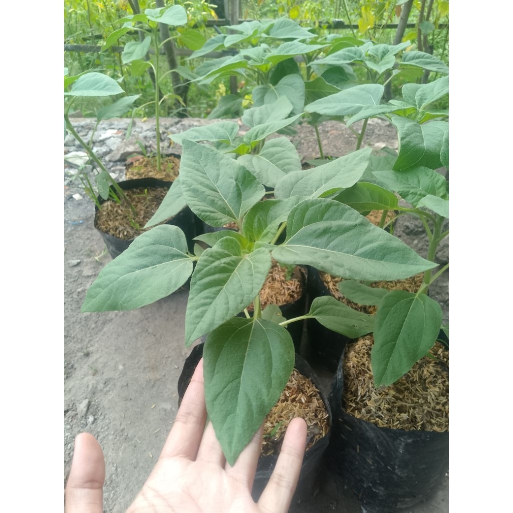 Bibit Hidup Bunga Matahari