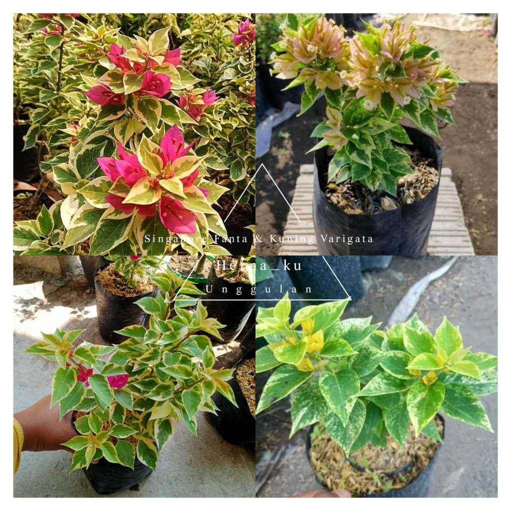 Paket 2 Bibit Bugenvil Bougenville SINGAPORE ( FANTA - KUNING ) VARIGATA Orian Canttik Rimbun
