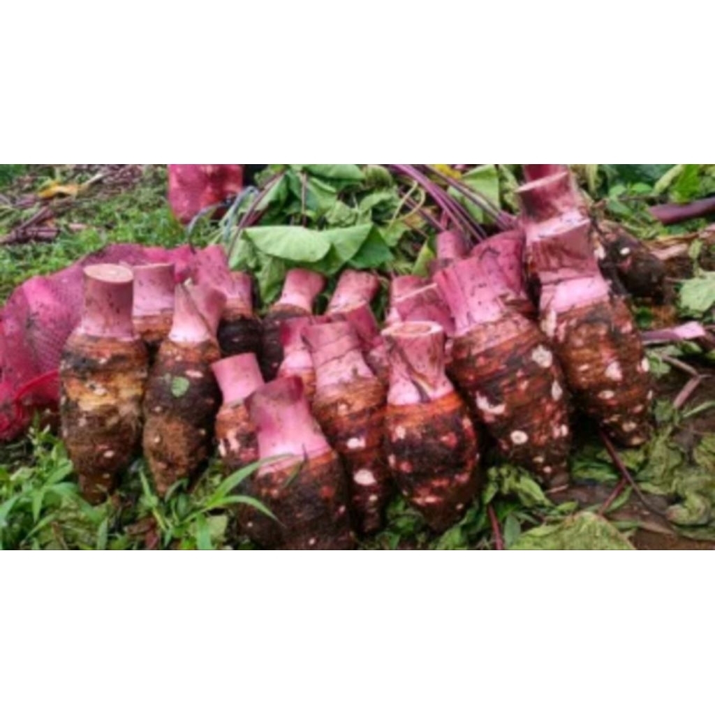 

umbi talas bogor 1kg asli