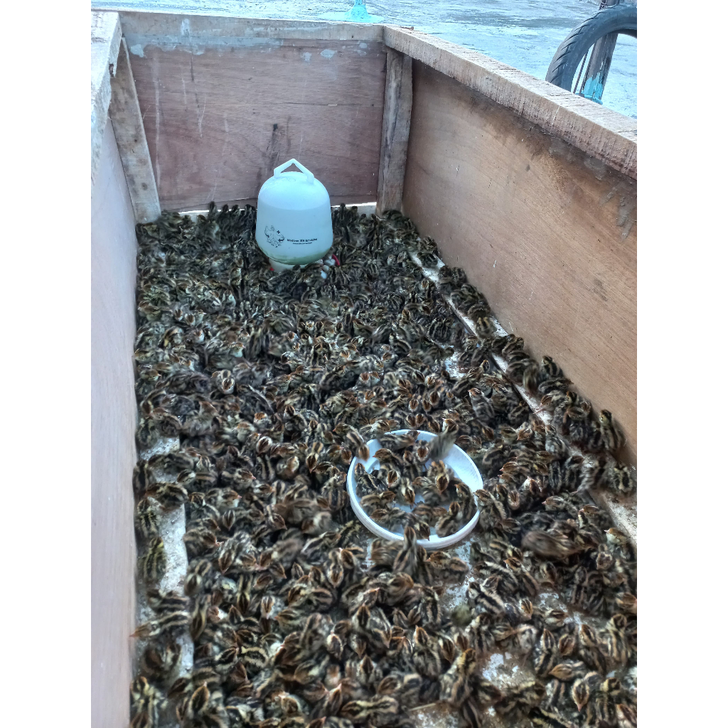 Doq Puyuh Jantan 300 Ekor