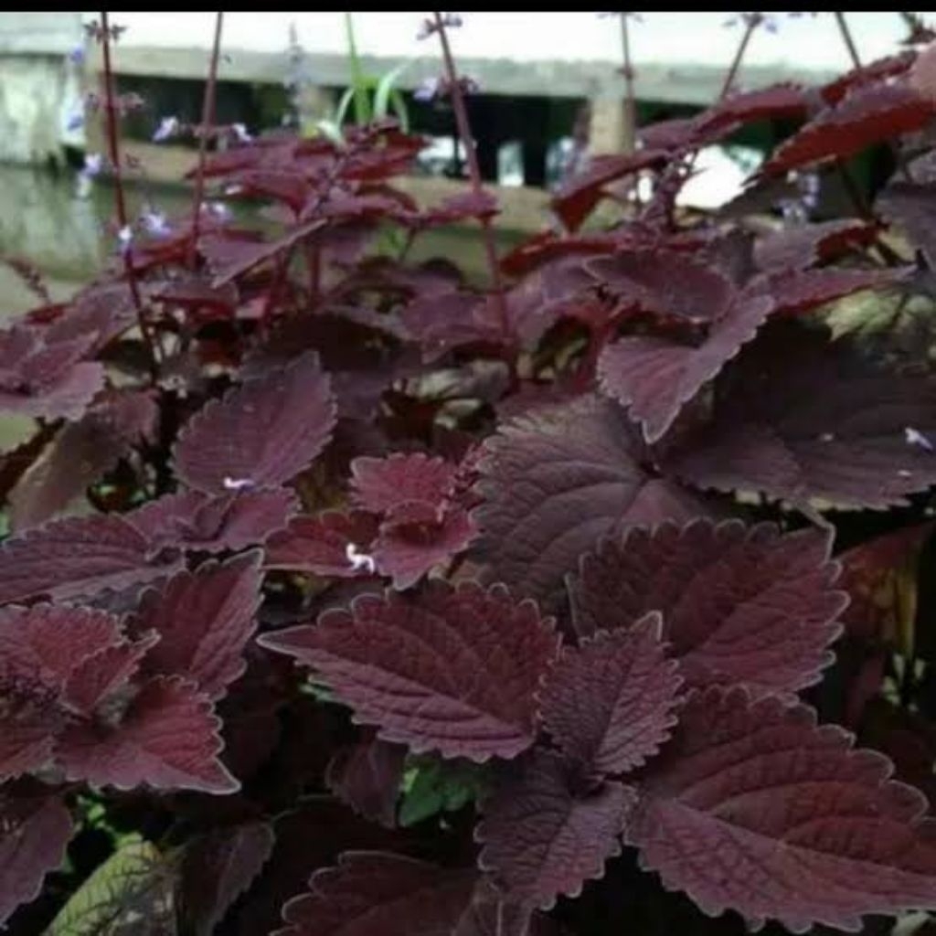 

daun miana iler jawer kotok segar obat herbal alami per 50 lembar