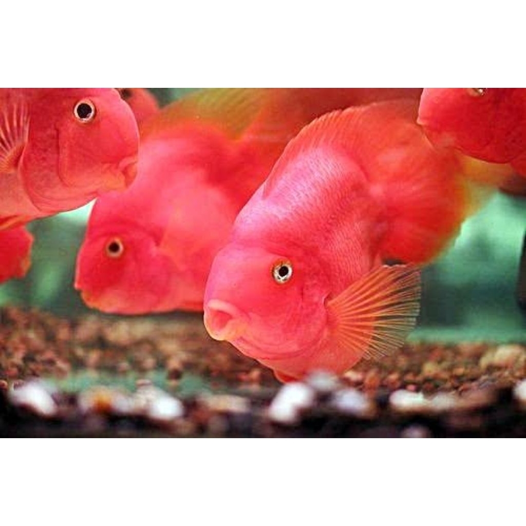 hiasan aquarium (red perrot grade A)