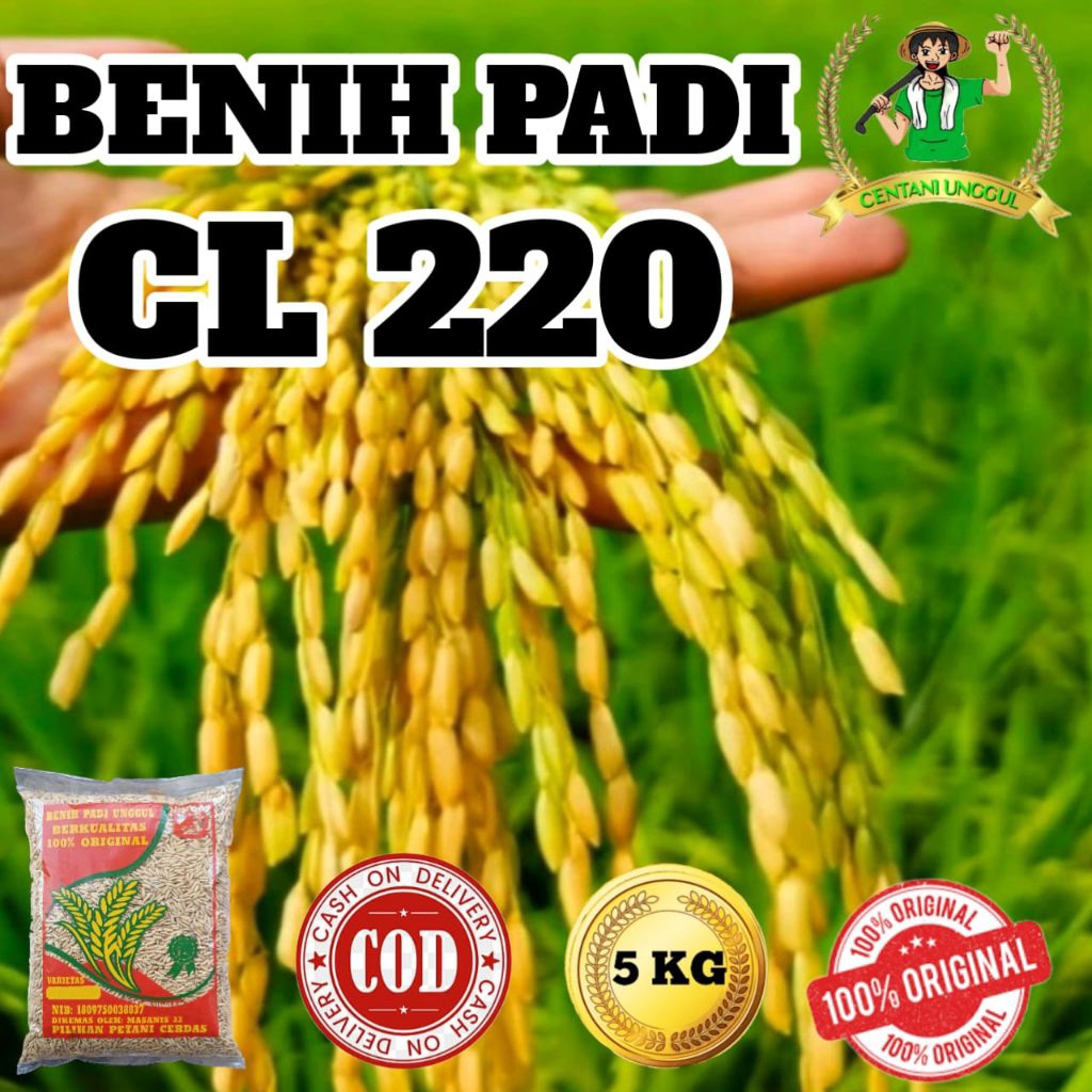 BENIH PADI CL 220 SUPER UNGGUL KEMASAN 5KG