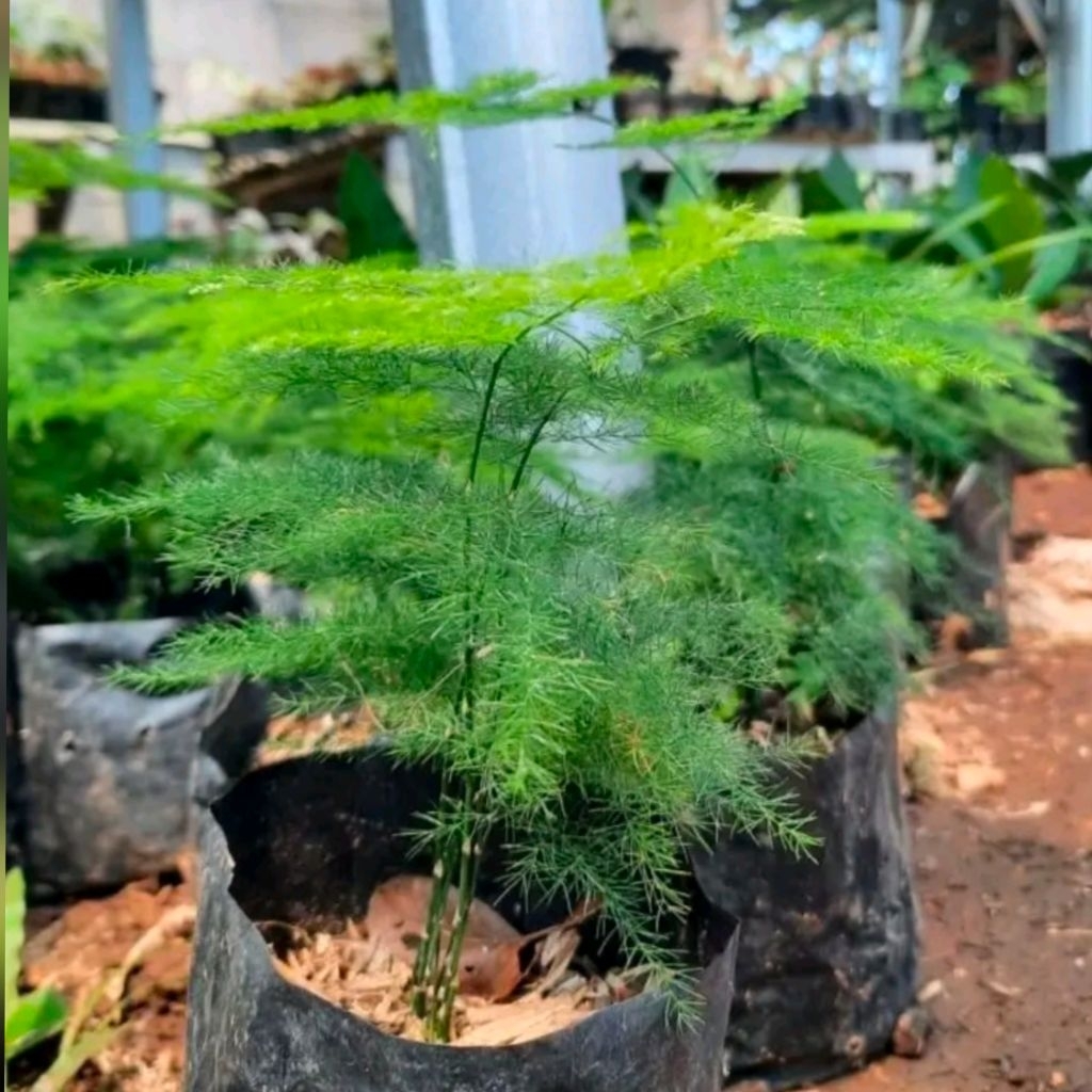 Asparagus/Bibit tanaman Asparagus