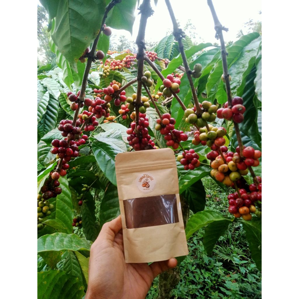 

BORCELLE Lumina coffee 100% kopi Temanggung asli tanpa campuran