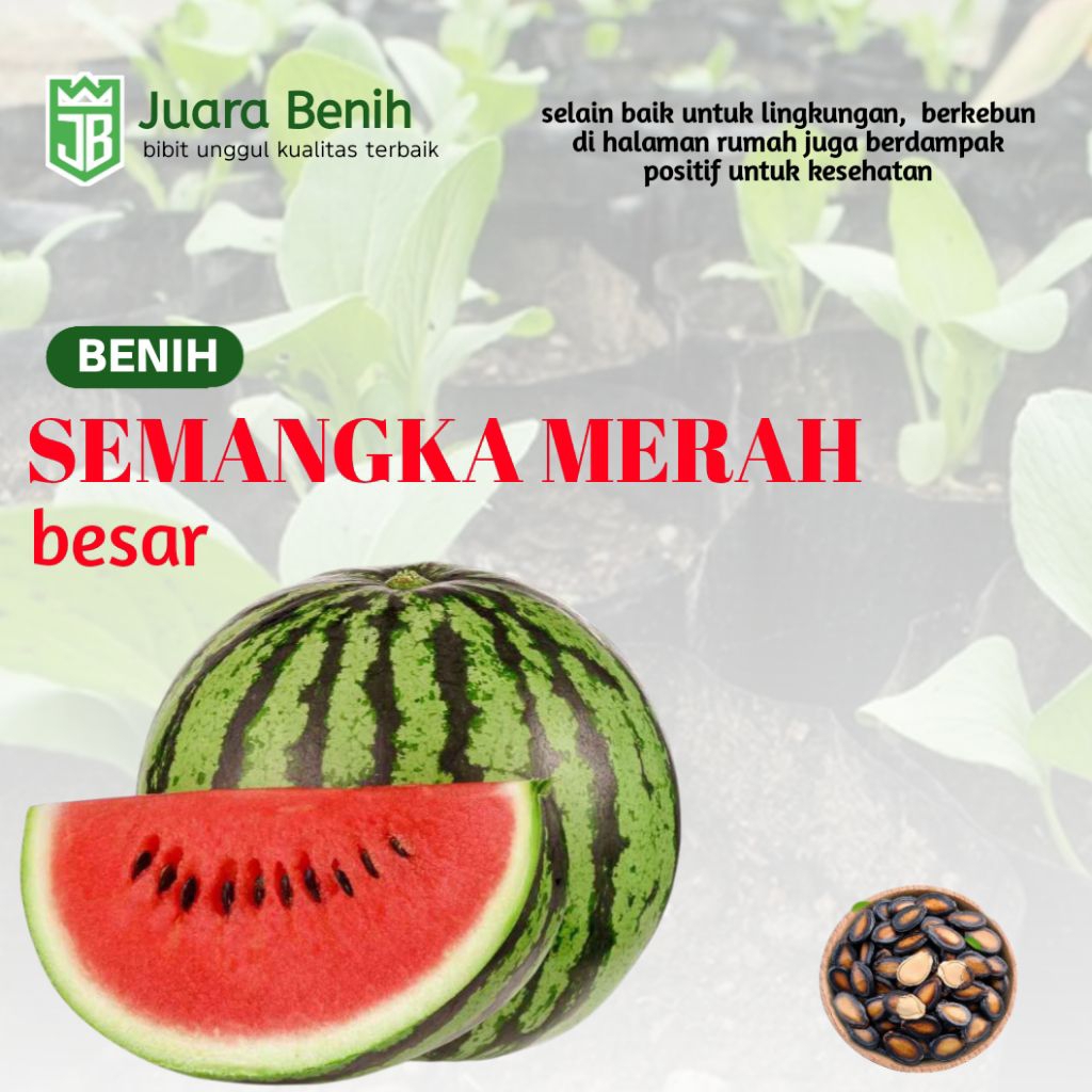 200 BENIH SEMANGKA MERAH BERBIJI F1 RED DRAGON#benih semangka terbaik#bibit semangka#semangka super#