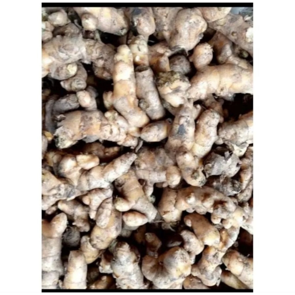 

kunyit putih segar 1kilo dikemas saat dikirim