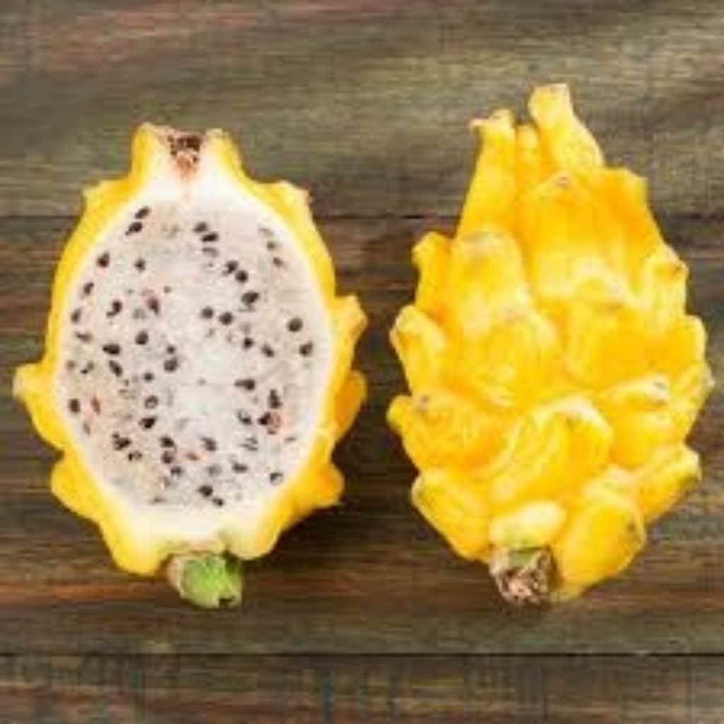 5 BUTIR BIJI/BENIH BUAH NAGA WARNA KUNING IMPORT