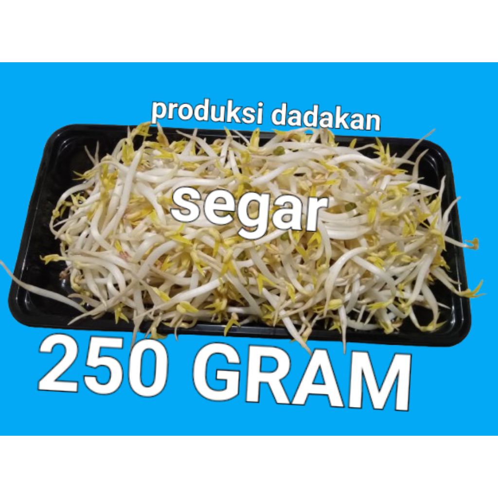 

toge / kecambah 250 gram / produksi dadakan