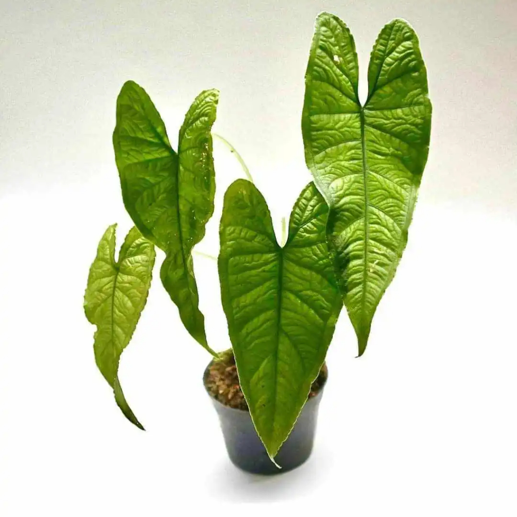 Alocasia Sp. Olanii