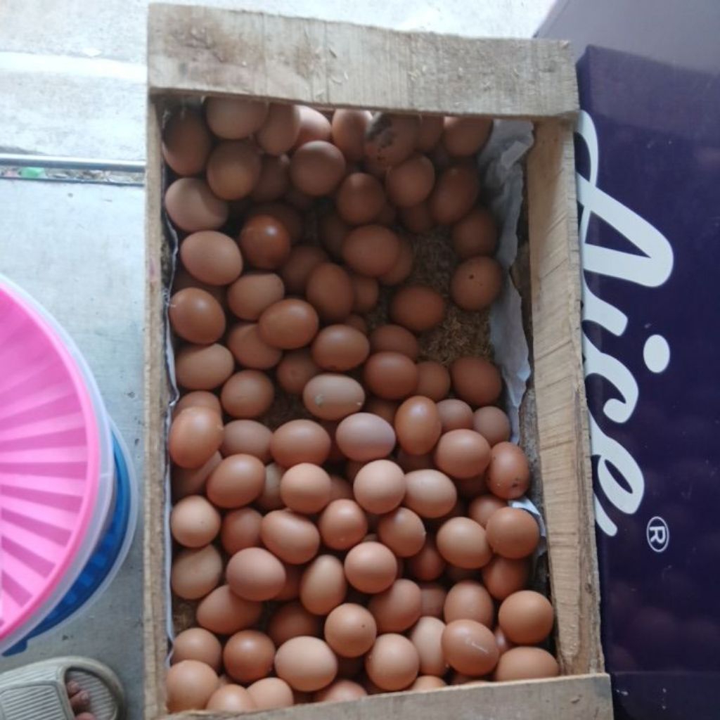 

Telur Ayam Segar – Pilihan Terbaik untuk Keluarga