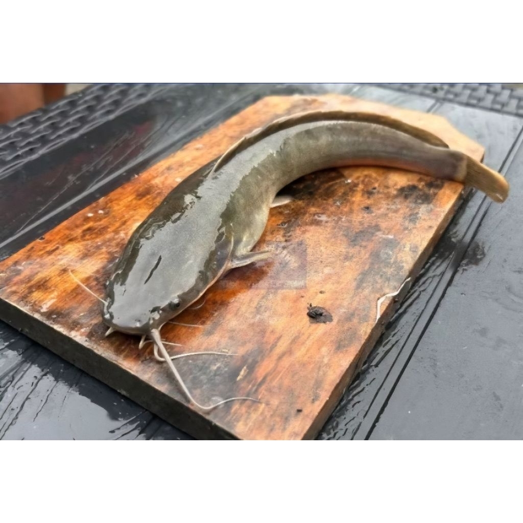 

IKAN LELE FRESH 1 KG