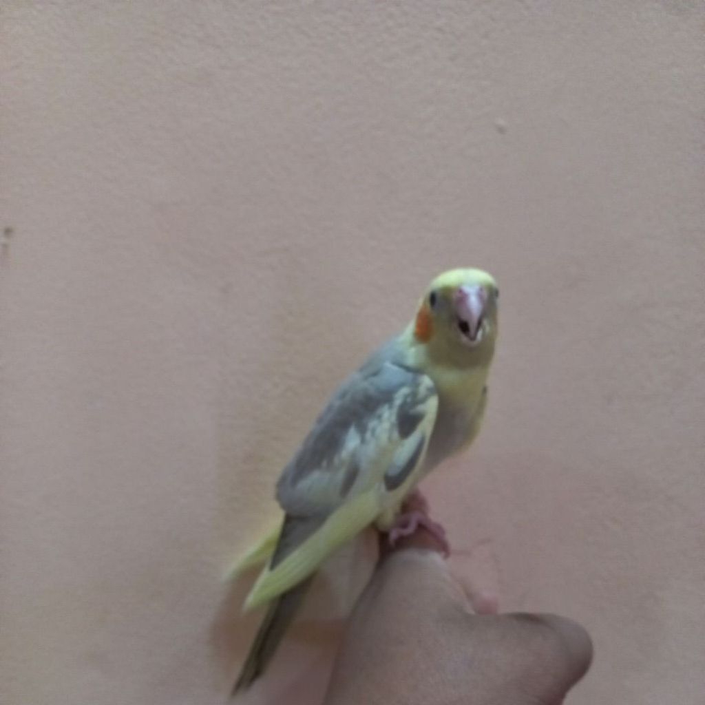 BABY BURUNG FLAK ANAKAN BURUNG PARKIT AUSTRALIA