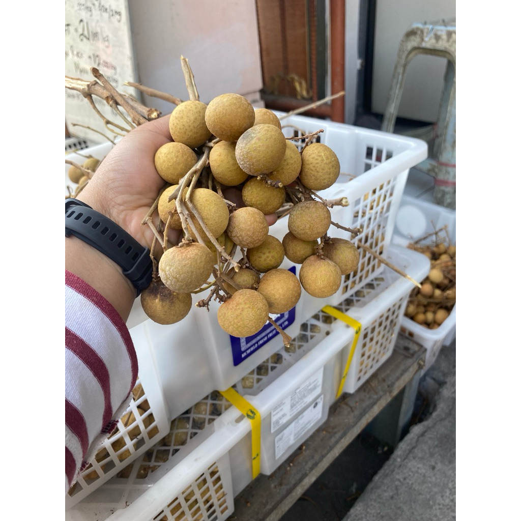 

Kelengkeng Bangkok 1kg