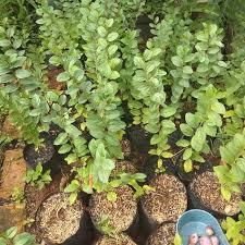 PREMIUM Bibit Tanaman bidara arab bidara cina penuh manfaat obat herbal