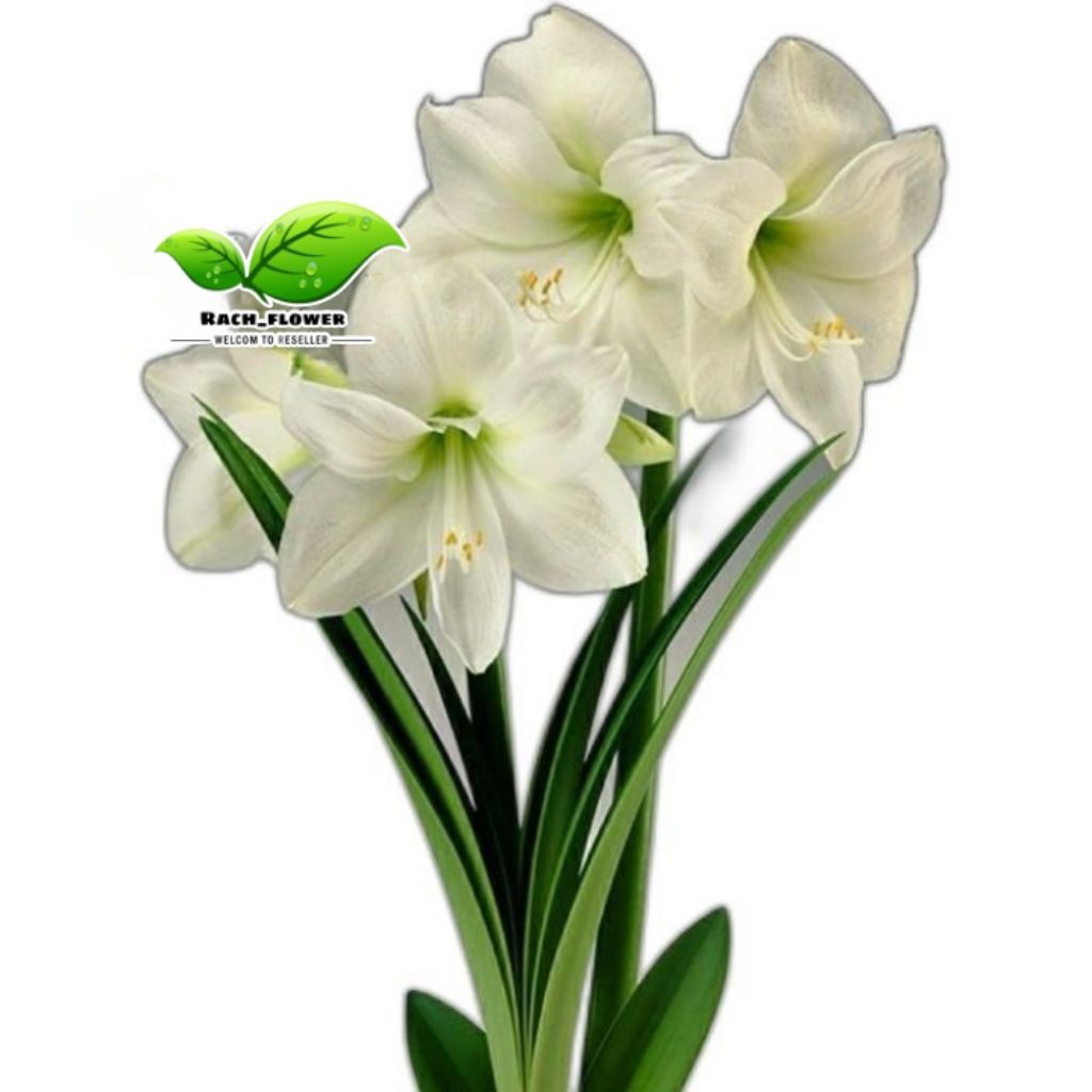 Tanaman hias bakung amarilis bunga Putih - Pohon Bakung bunga putih