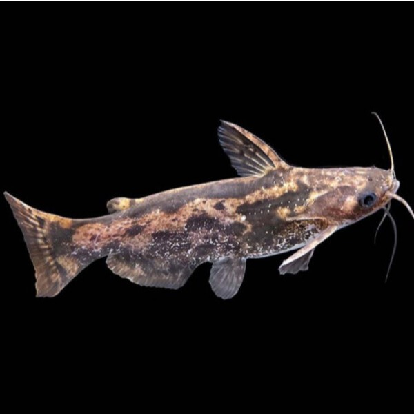 Catfish Colombian catfish / Fisher´s driftwood catfish Size 5-6 cm (Trachelyopterus fisheri)