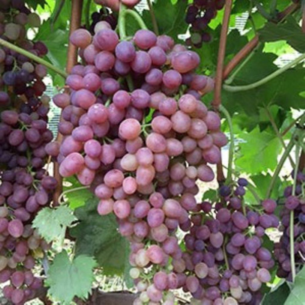 

bibit anggur impor (Jupiter)