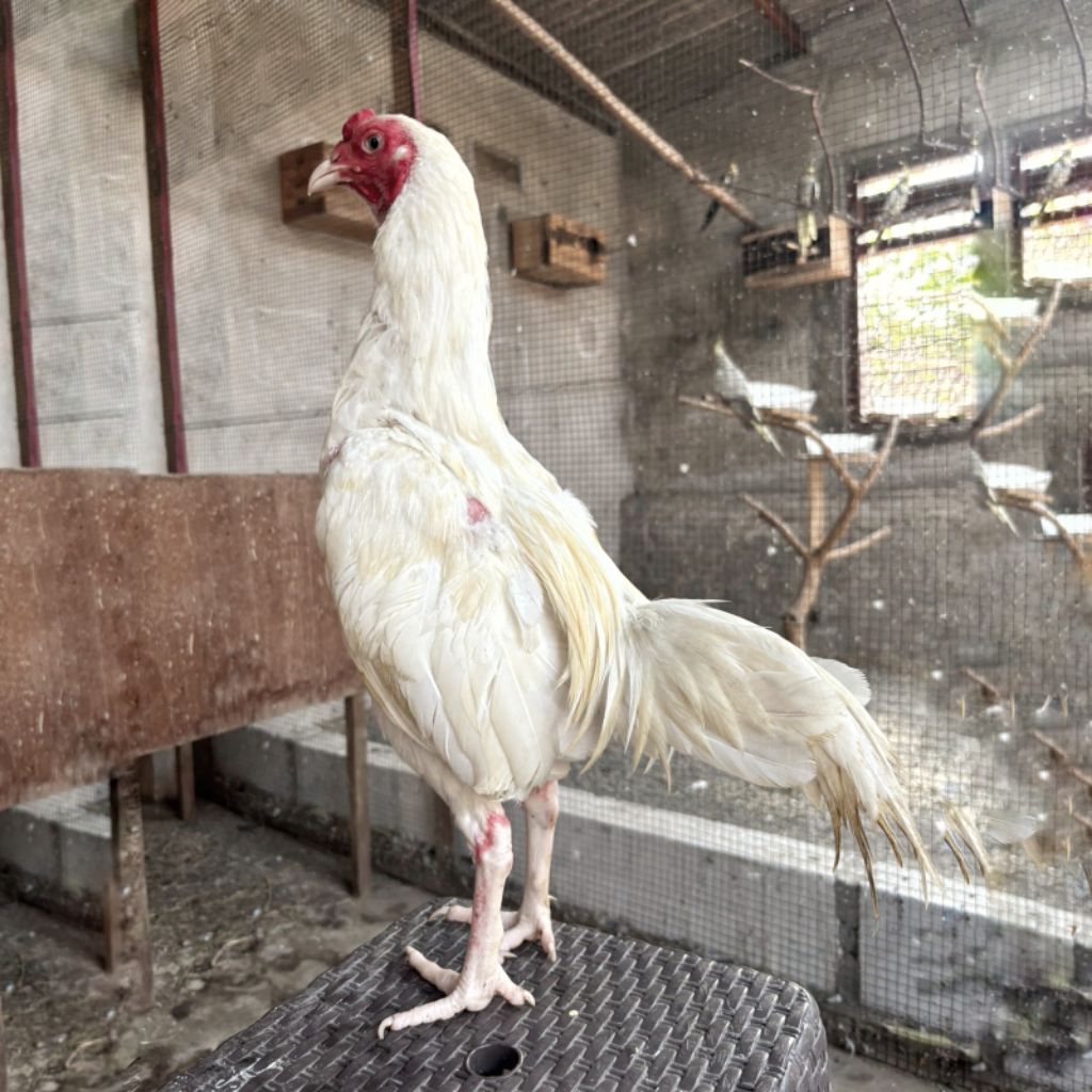 Ayam Jago Putih Mulus Tembus SS