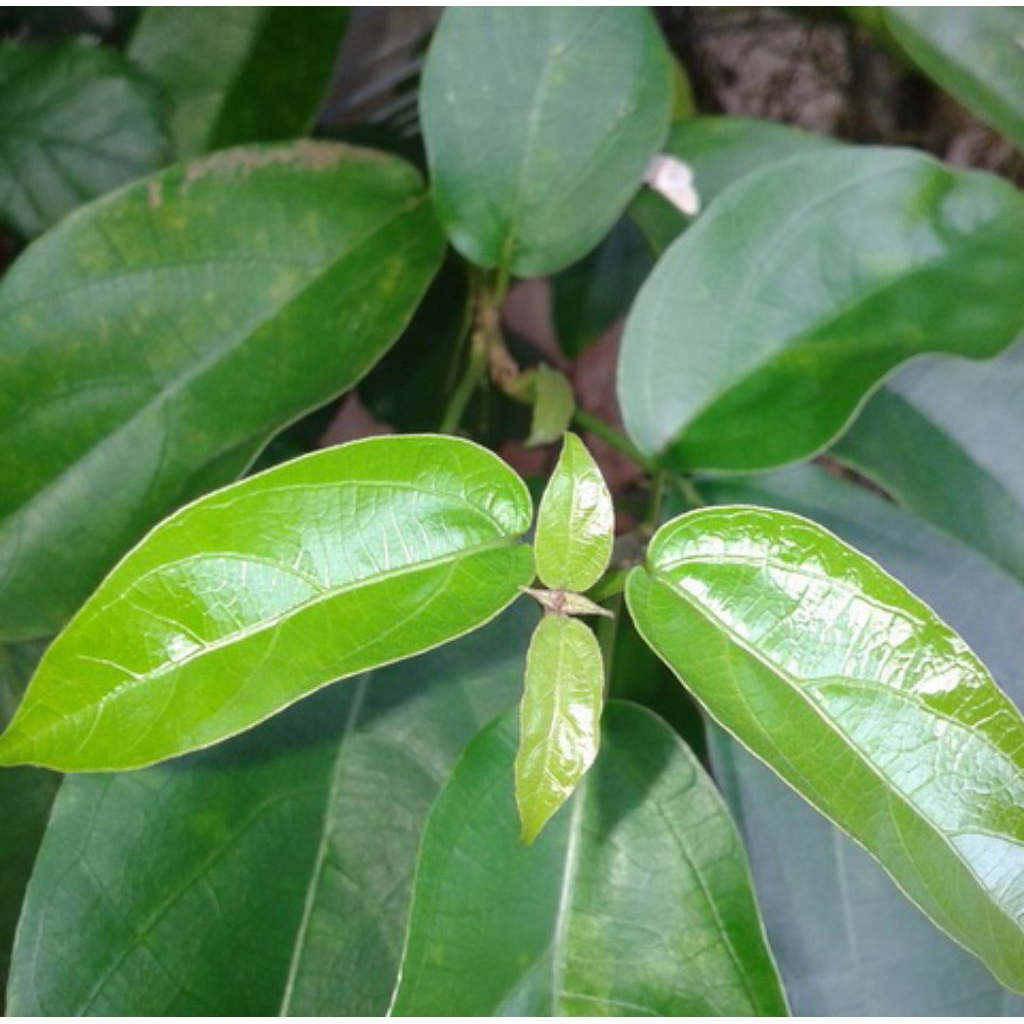 

Daun cincau fresh 100 lembar dipetik ketika order